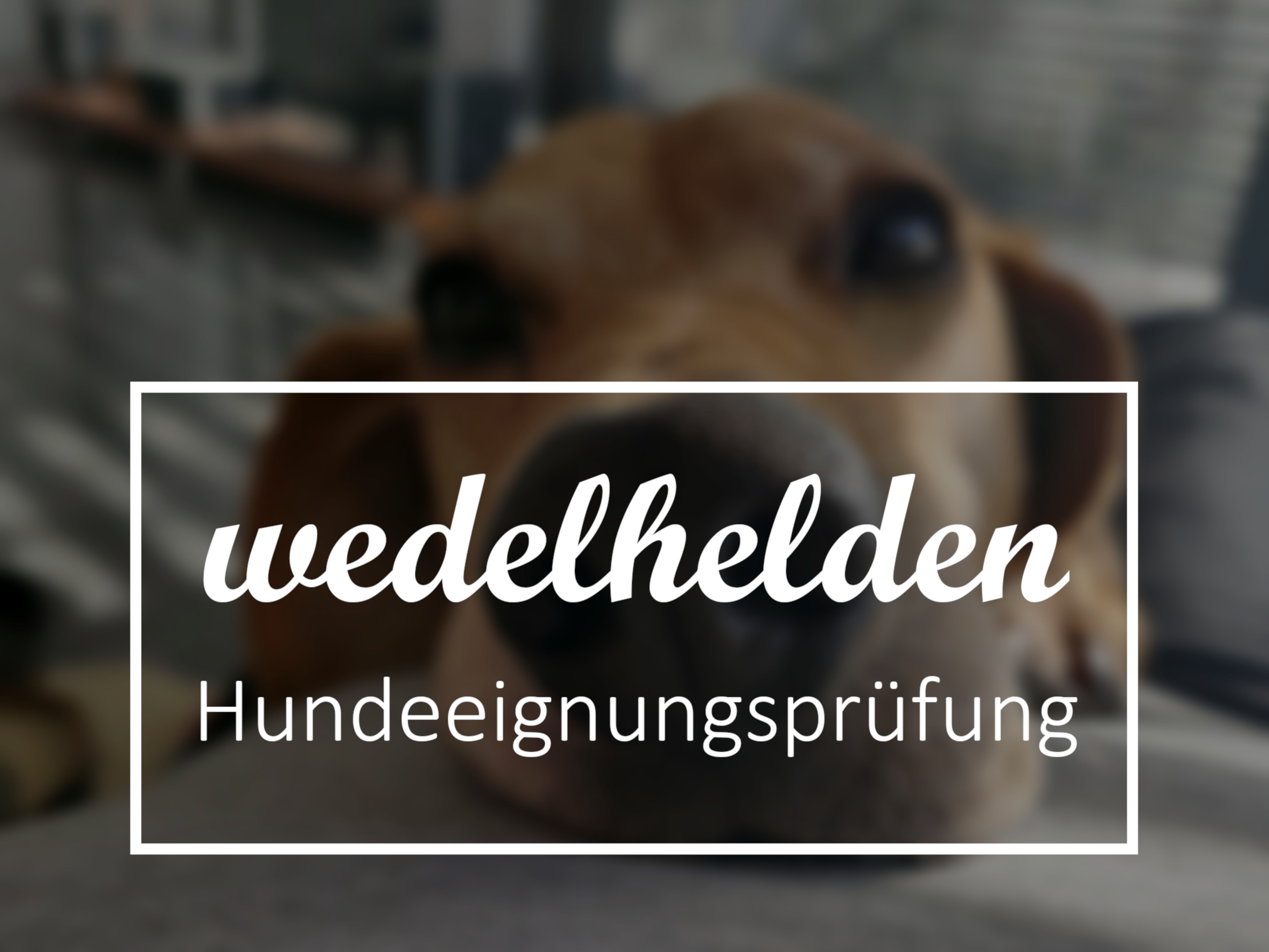 Wedelhelden Hundeeignungsprüfung